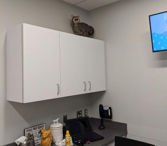 "Drama zbog odlaska veterinaru"