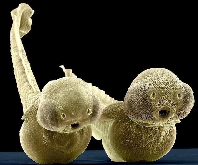 Ličinke tropske slatkovodne ribe zebrice stare 2 dana