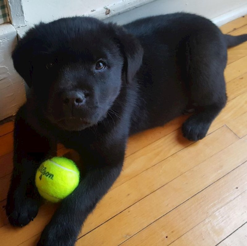 Labrador + rotvajler