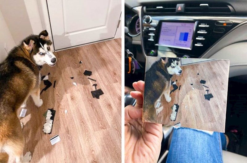 Pas joj je rastrgao novčanik, a ona je kupila novi s printom fotke psa i starog novčanika