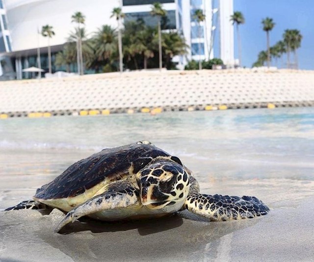 Rehabilitacija morskih kornjača