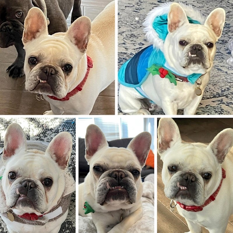 Dlaka pored njuške je svijetla pa izgleda kao da mu stalno viri očnjak