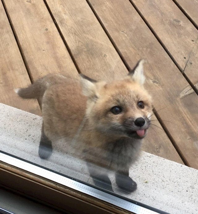 Baki je došao neobičan gost na vrata- malena lisica!