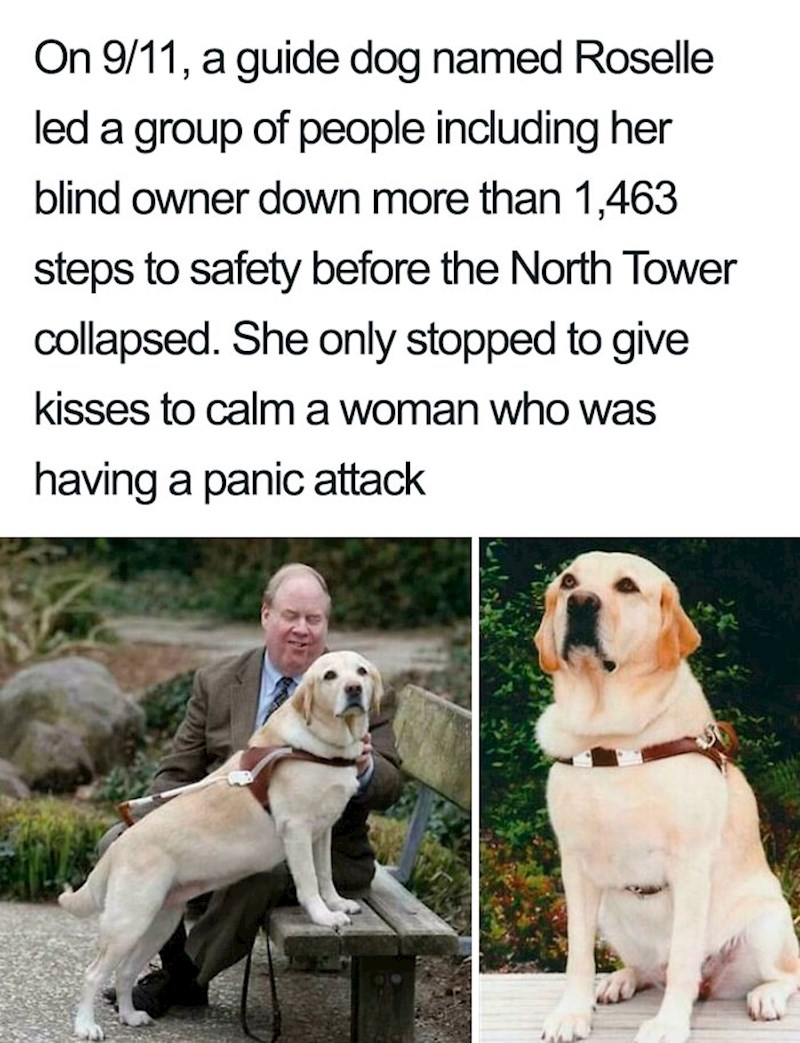 Pas vodič izveo je grupu ljudi iz jednog od nebodera WTC-a na sigurno, netom prije nego će se zgrada urušiti. Zastao je samo kako bi utješio i smirio jednu ženu koja je imala panični napadaj