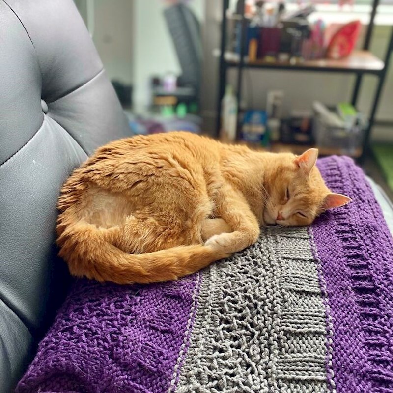 Stari mačak, udomljen sa 12 godina