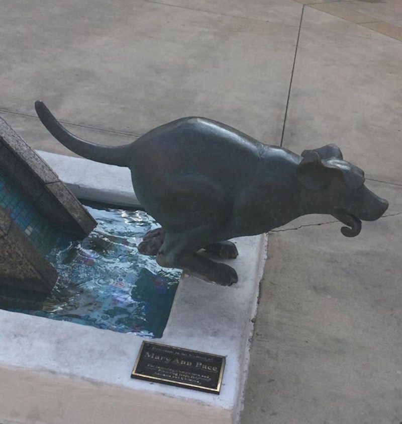 Pas u trku. Samo što nitko, ali baš nitko to neće tako doživjeti!