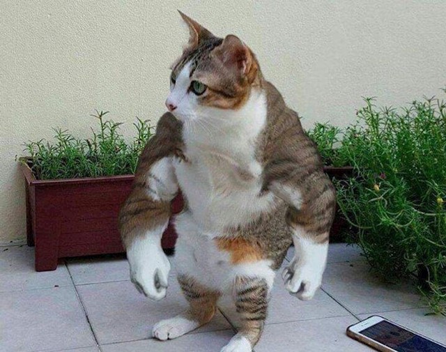 11.