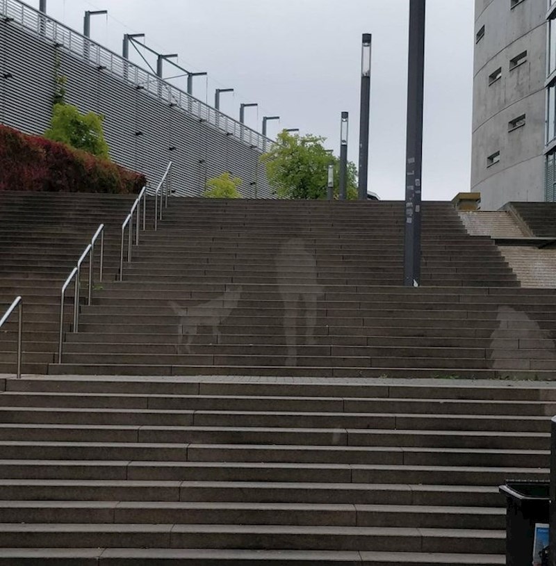 Kada pada kiša, na ovim se stepenicama pojave obrisi ljudi i pasa