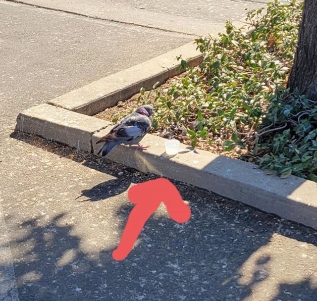 Netko iz kvarta ostavlja malene posude vode za ptice