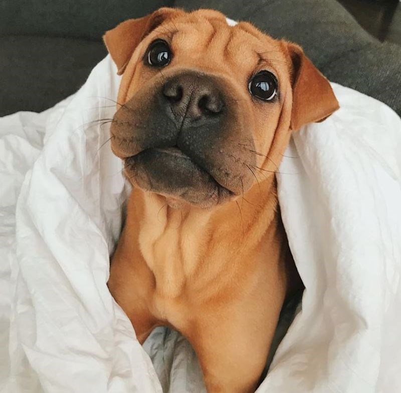 Shar pei + buldog