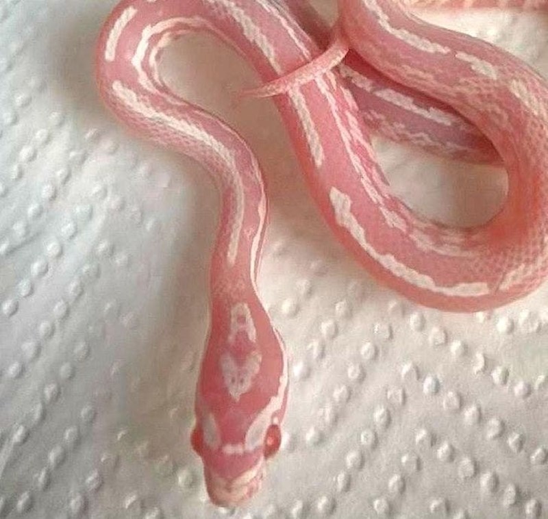 Ovo nije nikakva iluzija, na slici je zaista zmija čudnovatih boja