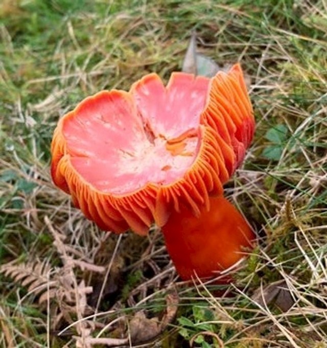 Jeste li ikada vidjeli ovakvu gljivu?