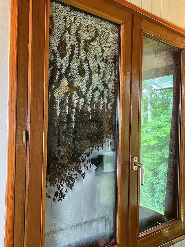 Pčele su odlučile napraviti košnicu na najneuobičajenijem mjestu