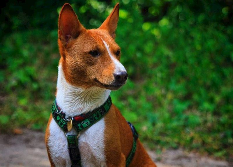 Basenji- nije mješanac, ali je jedina pasmina koja ne može lajati