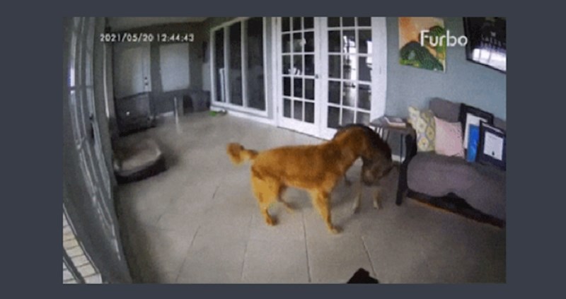 Pas je imao noćnu moru, a zahvaljujući brzoj reakciji drugog psa izbjegnut je tragičan scenarij