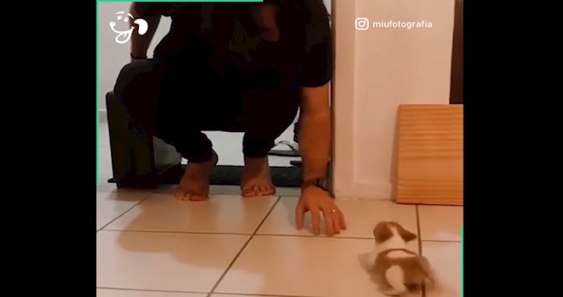 VIDEO Svi se jedva čekaju vratiti s posla kući, ali ovaj čovjek ima posebno sladak razlog