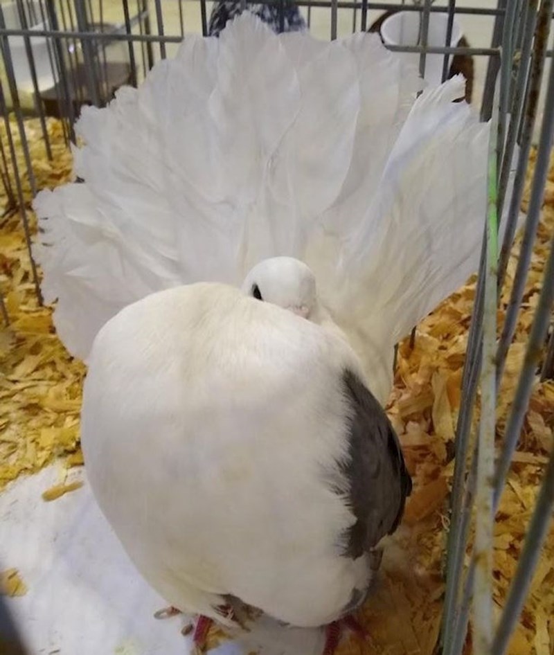 Golub, a rep kao u pauna