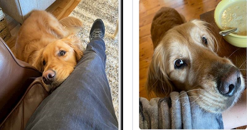 20plus najslađih gladuša i pogledi koje slažu kada pokušavaju užicati hranu