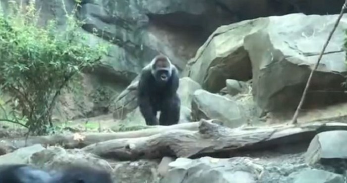 VIDEO Zbog onoga što su ove dvije gorile izvodile, posjetitelji su kroz smijeh djeci pokrivali oči