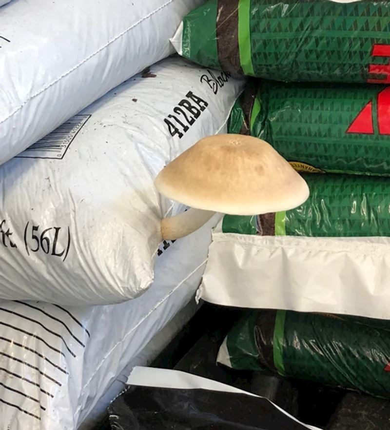 Gljiva raste iz vreće