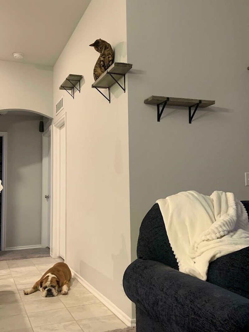 "Mačak nije oduševljen psom kojeg smo danas posvojili"