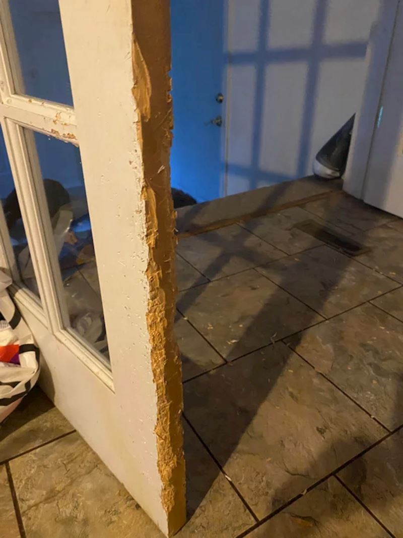 Ili je mom psu bilo dosadno ili sam dobio dabra za kućnog ljubimca. Ali dabra ne vidim nigdje po kući!