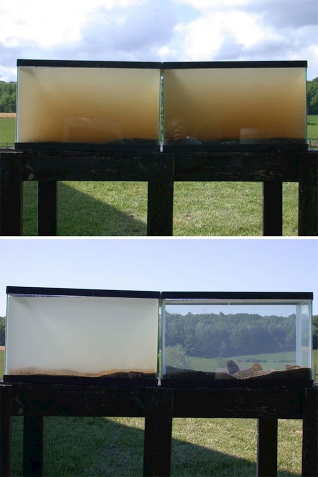 Na gornjoj fotki su dva spremnika napunjena vodom iz jednog potoka u Virginiji. Na donjoj fotki su ti spremnici nakon 24 sata. Onaj s desne strane imao je dagnje u sebi, onaj s lijeve strane nije