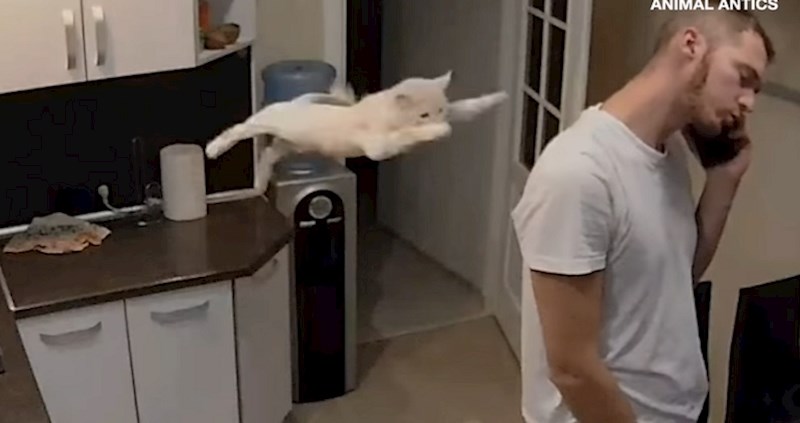 VIDEO Ovi kućni ljubimci donijeli su loše odluke koje su rezultirale urnebesnim posljedicama