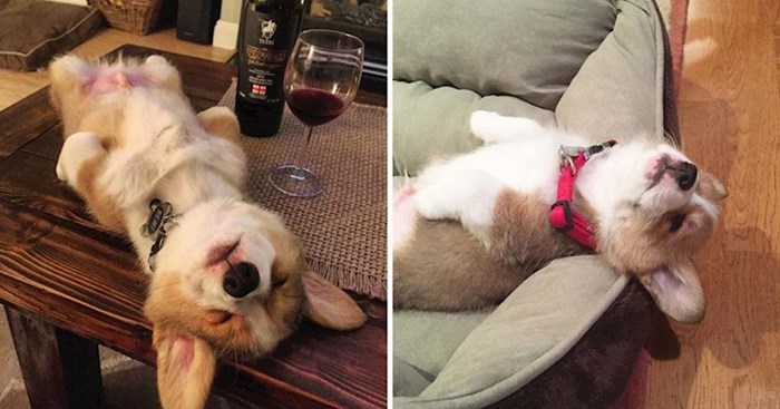 25 fotki štenaca koji su zaspali na najsmješnijim mogućim mjestima