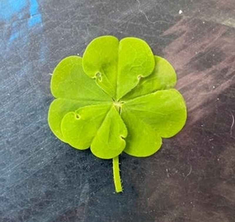 Neki srećković je pronašao djetelinu s 5 listova