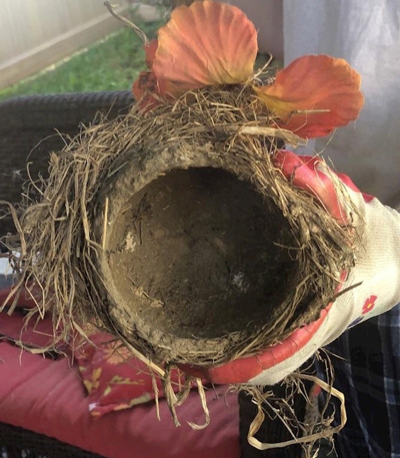 Vjetar nam je donio u vrt savršeno gnijezdo! Nadamo se da će ga stanari pronaći!