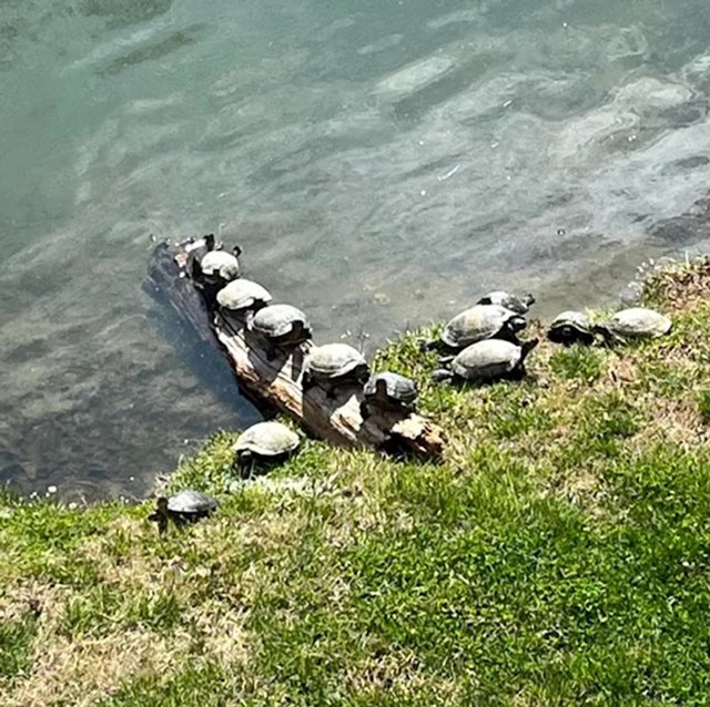 Stavila sam malu rampu da kornjačama bude lakše izlaziti iz vode. Odmah su je okupirale!