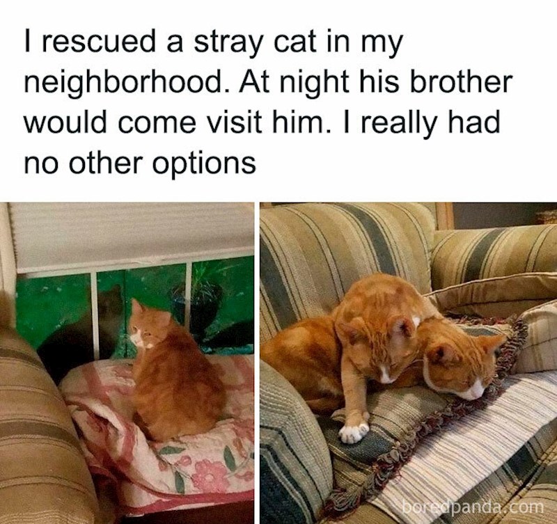 7. Udomio sam uličnu mačku i primjetio da joj svaku večer u posjet dolazi drugi mačak. Jedini mogući ishod je bio da i njega udomim!