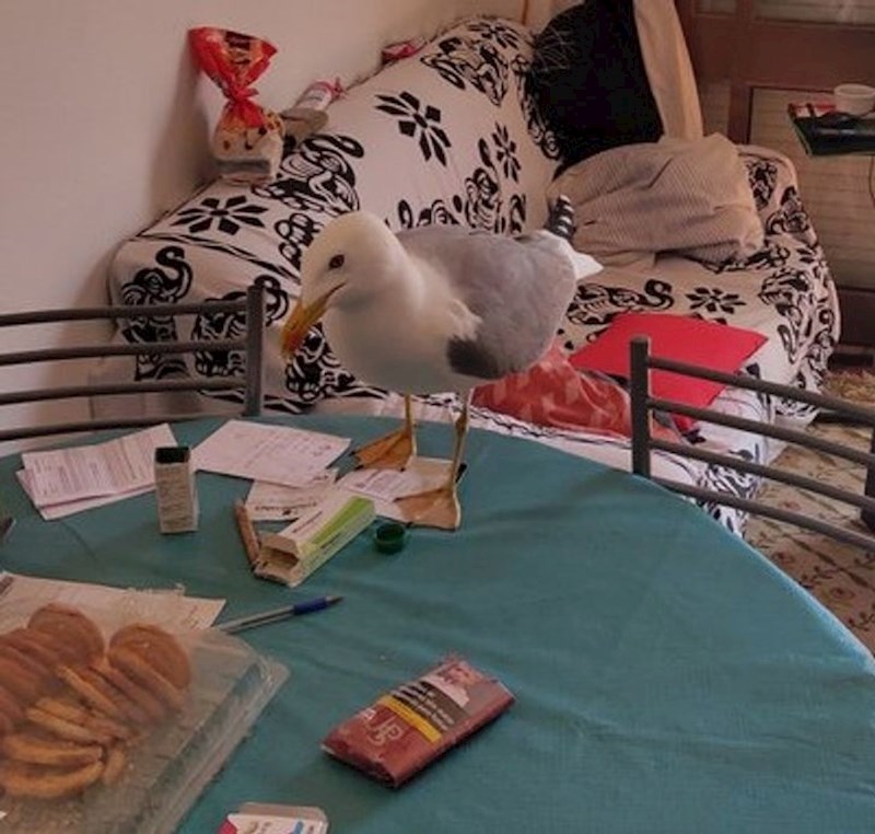 "Sestrična se preselila u kuću koja je tik uz plažu i dogodilo joj se ovo!"