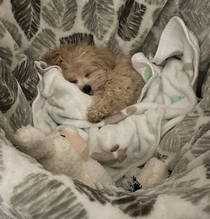 Mama je 20 godina zabranjivala da dovedemo psa u kuću. Konačno smo je slomili. Ovo je krevetić kojeg mu je pripremila!