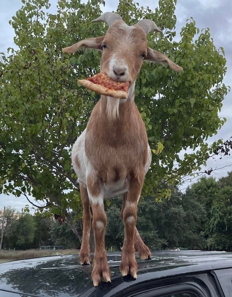 "Ukrao je komad pizze i pobjegao na auto"