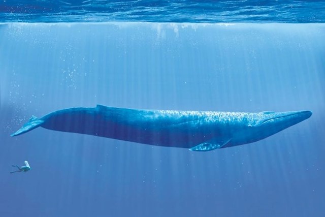 Plavetni kit u usporedbi s roniocem