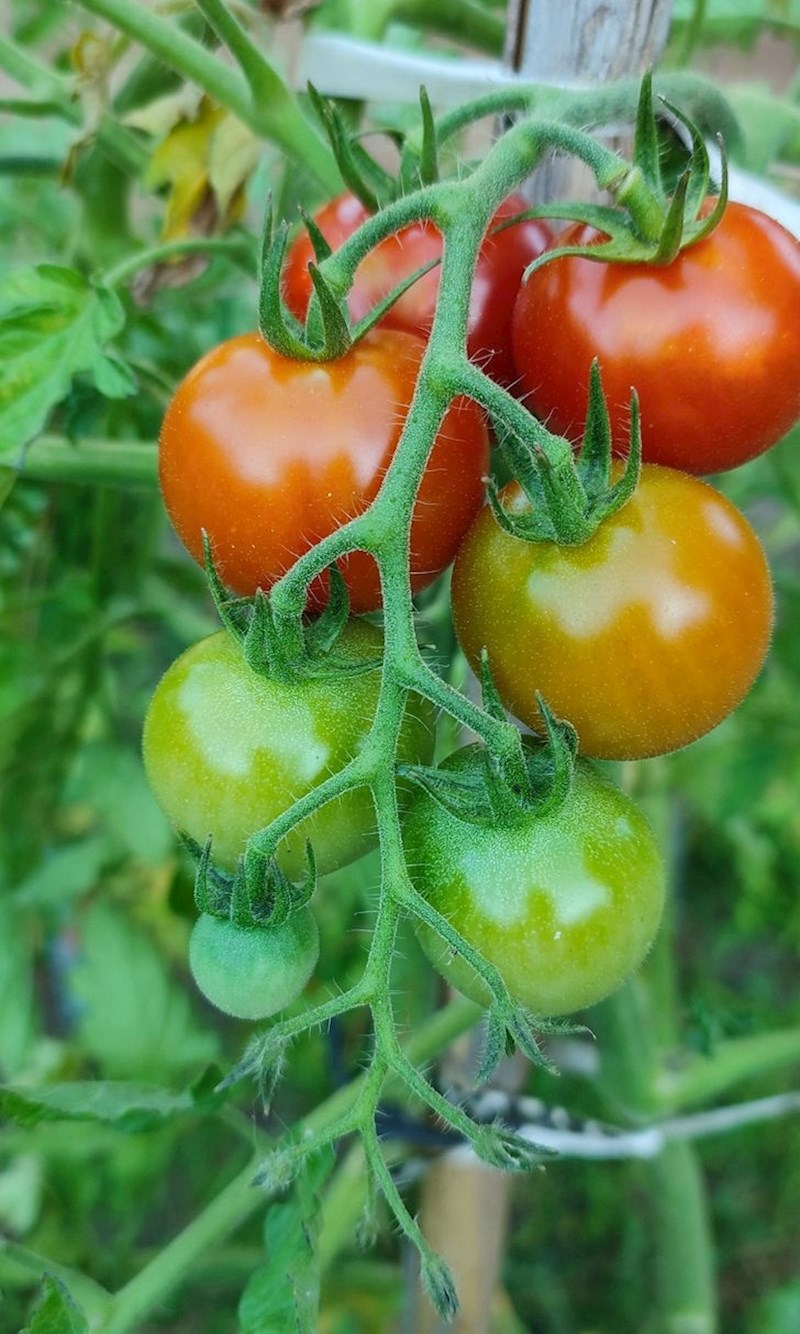 Sve faze sazrijevanja jedne rajčice na ovoj su grani