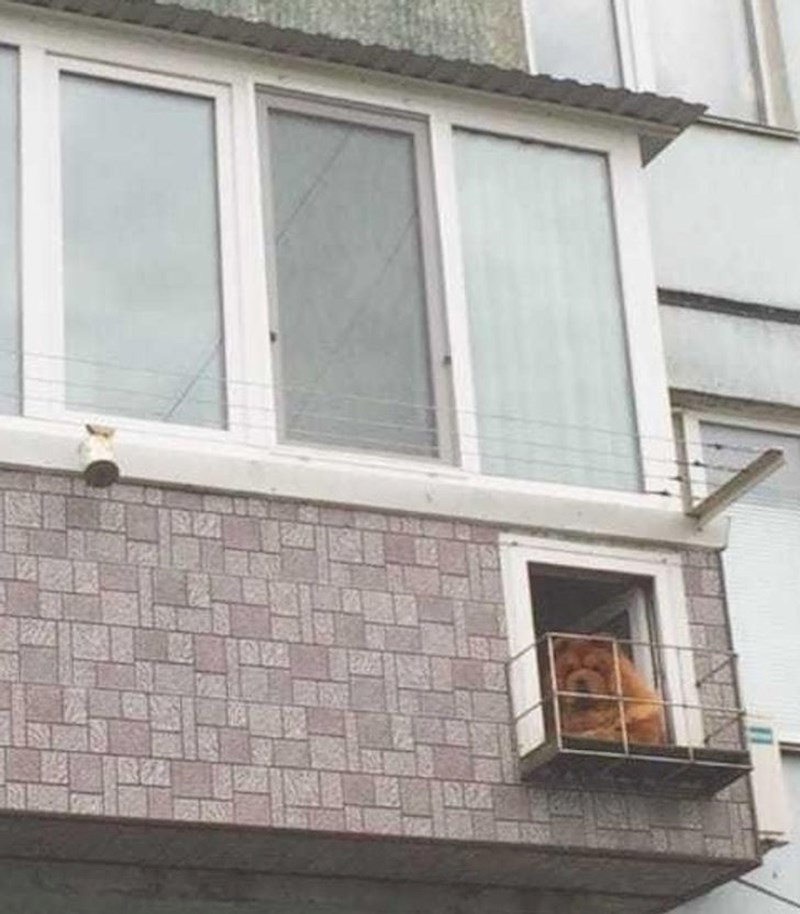 Ljubimac ima vlastiti balkon
