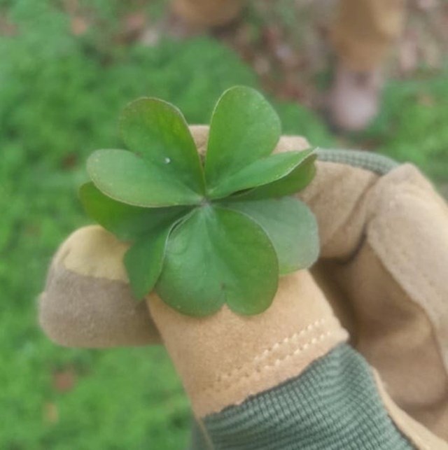 Znak da odmah uplati lutriju!