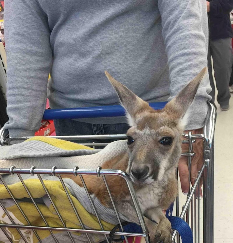 Prizor iz Australije koji je neobičan čak i Australcima!