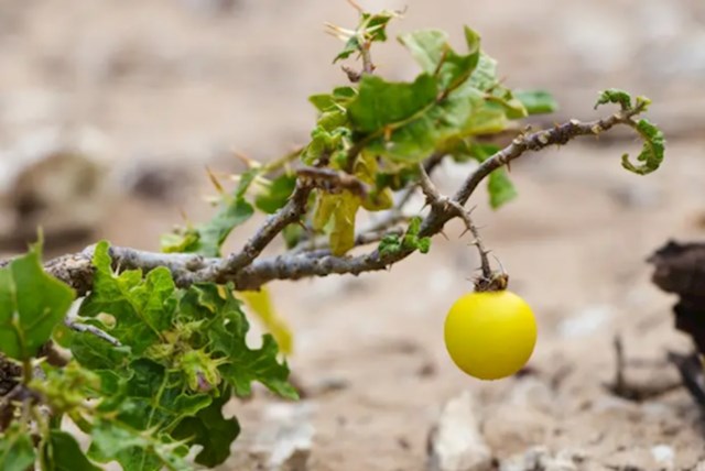 Zašto se patliđan na engleskom jeziku zove "eggplant", ako nema nikakve veze s jajem? Zato što je nekad izgledao ovako!