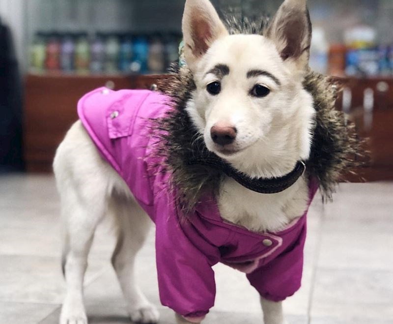 Obrve ovog psa su nešto čemu mnoge žene teže!