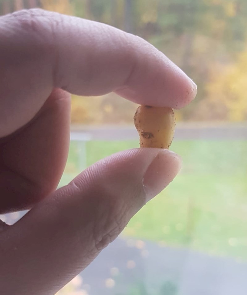 Prvi plodovi moga vrta