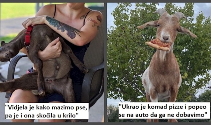 13 koza čija osobnost će vam uljepšati dan i nećete moći odoljeti a da se ne nasmijete