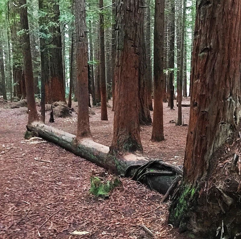 Deblo je palo nakon velike vremenske nepogode. Danas iz njega rastu 4 nova stabla!