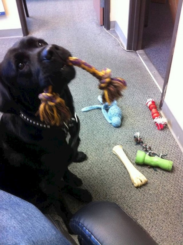7. "Zadnji dan na poslu uredski pas mi je donio sve svoje igračke da ne idem..."