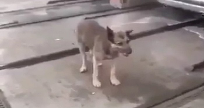 VIDEO Pogledajte kako je ovaj pas riješio problem vrućine i nasmijao tisuće