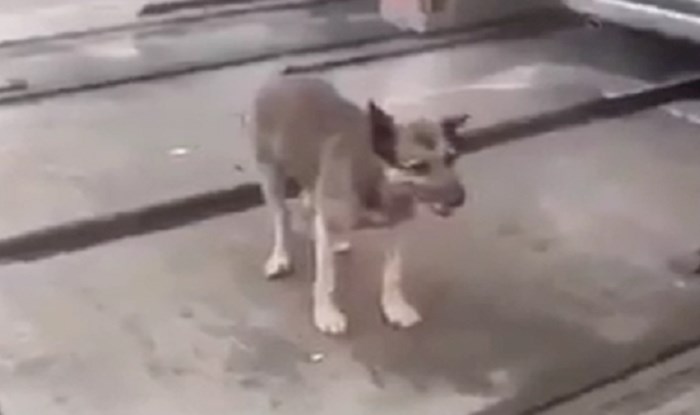 VIDEO Pogledajte kako je ovaj pas riješio problem vrućine i nasmijao tisuće