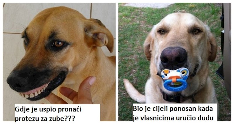 20+ puta kada su ljubimci svojim vlasnicima donosili urnebesne darove iz šetnji; genijalni su!